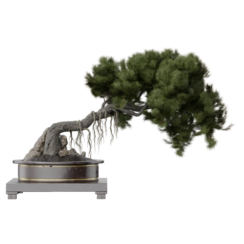 植物
