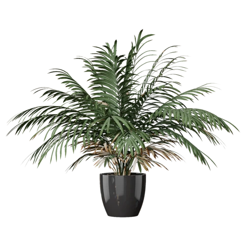 植物