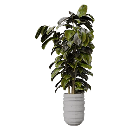 植物