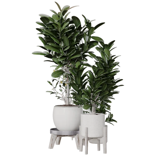 植物