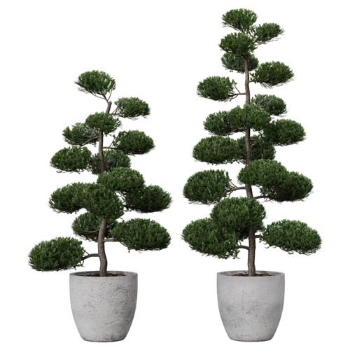 植物