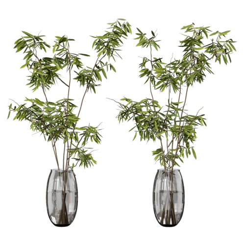 植物