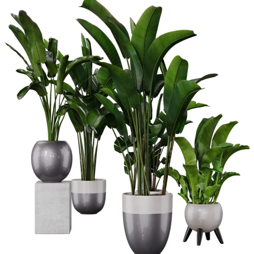 植物