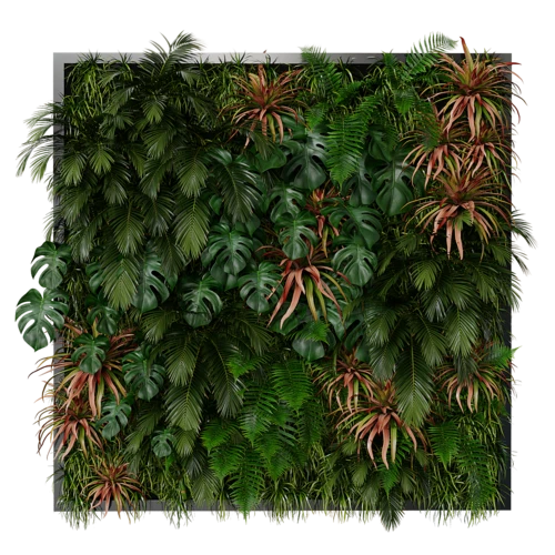 植物