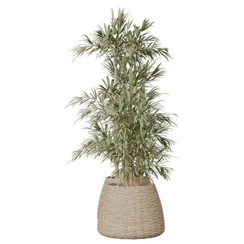 植物