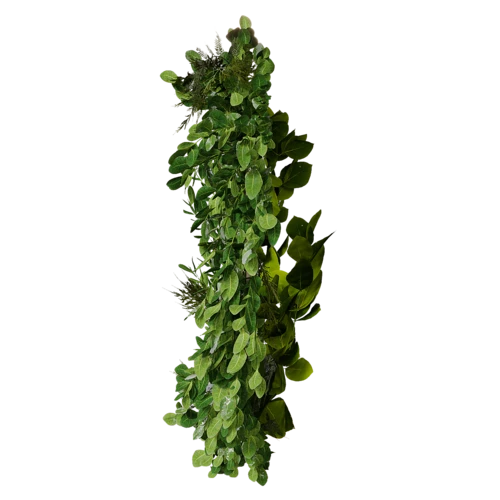 植物