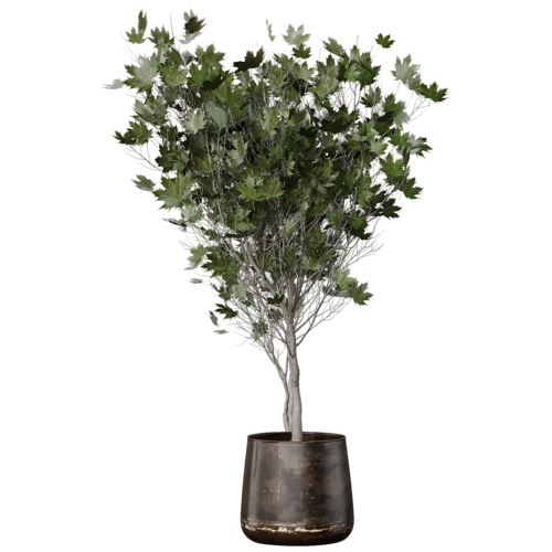 植物