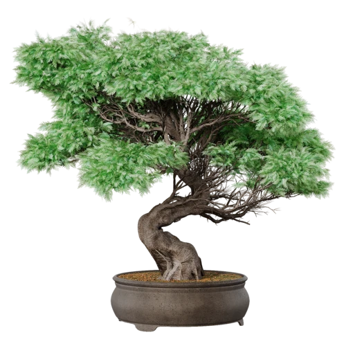 植物