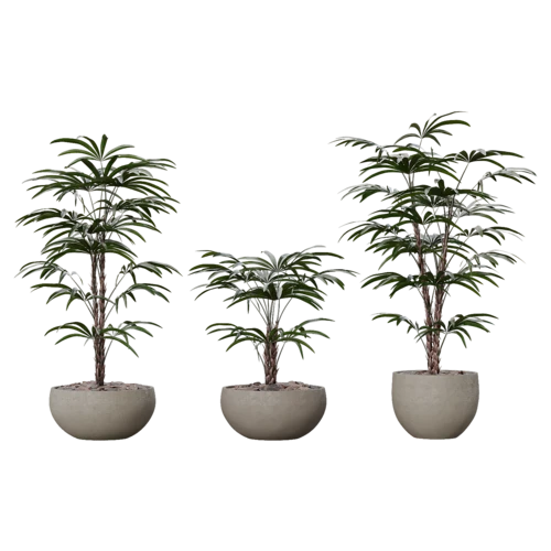 植物