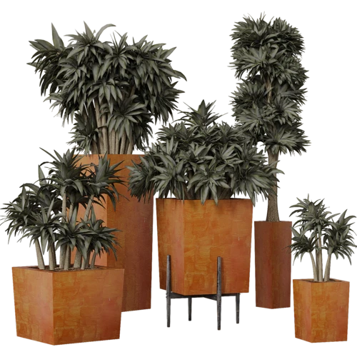 植物