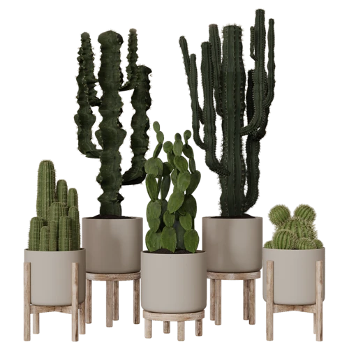 植物