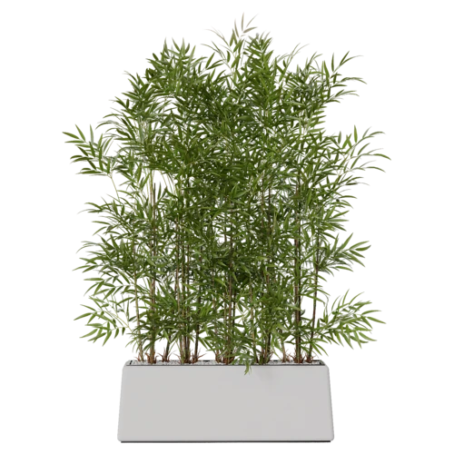 植物