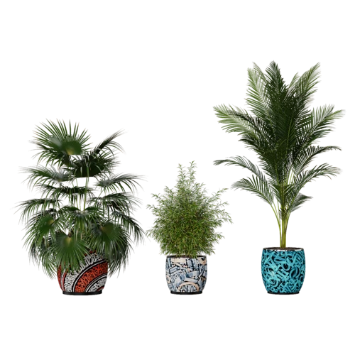 植物