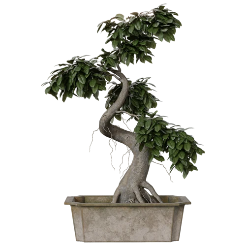 植物