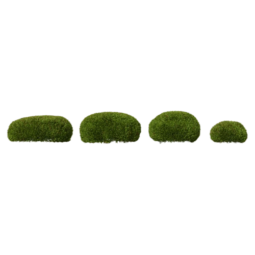 植物