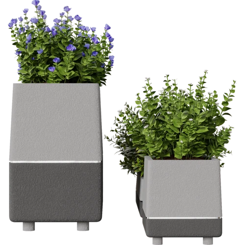 植物