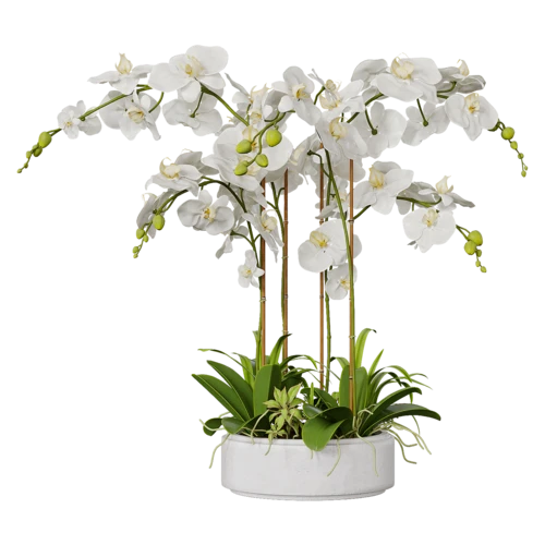植物