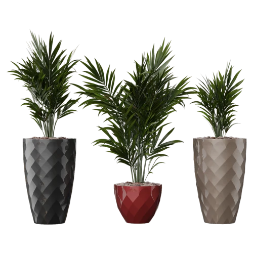 植物