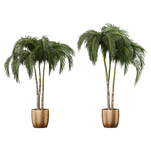 植物