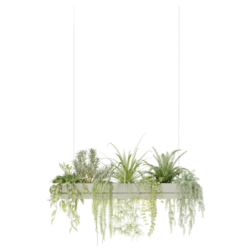 植物