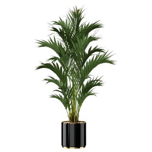 植物