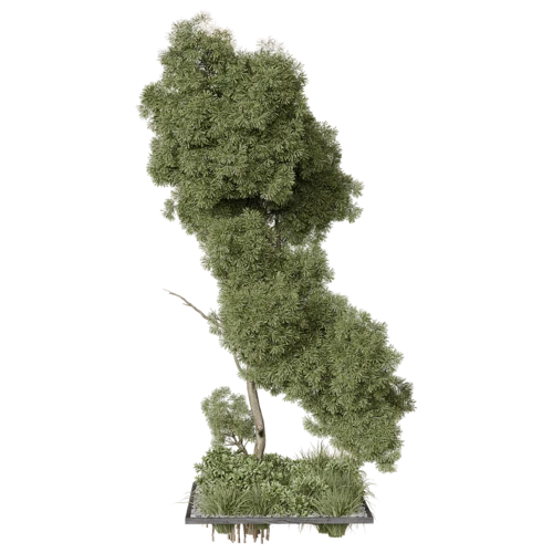 植物