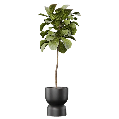 植物