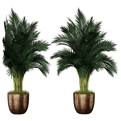 植物