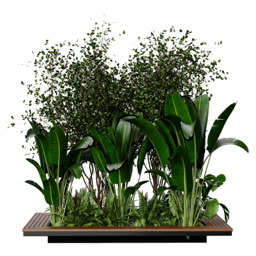 植物