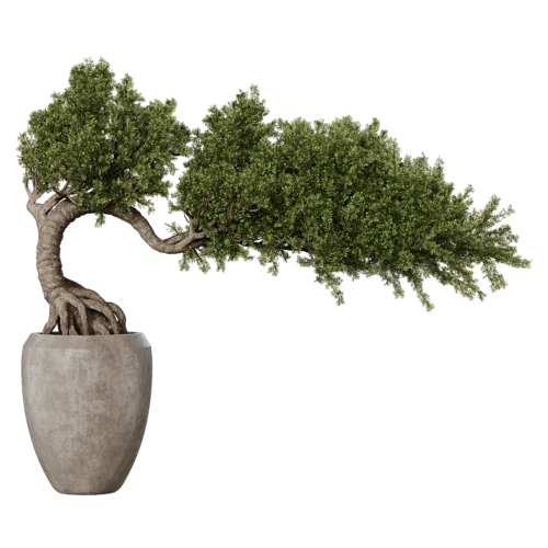 植物