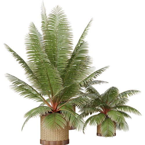 植物