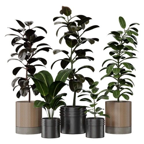 植物