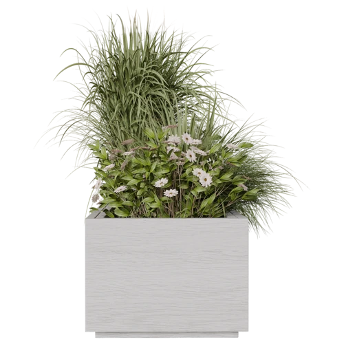植物