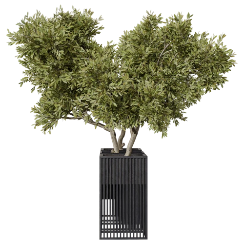 植物