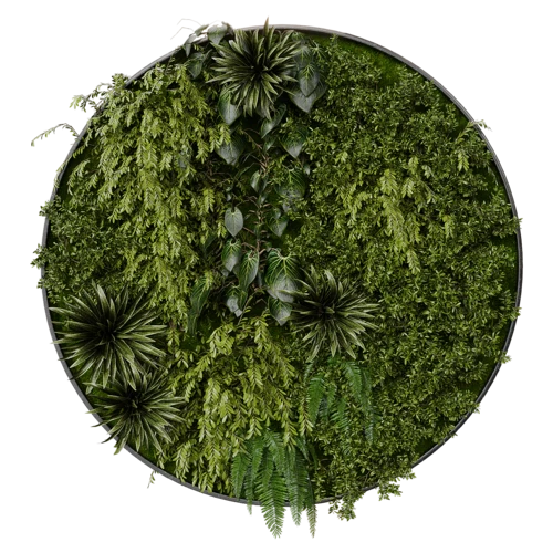 植物
