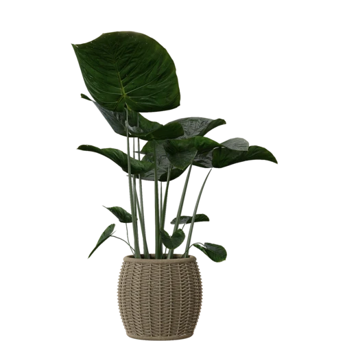 植物
