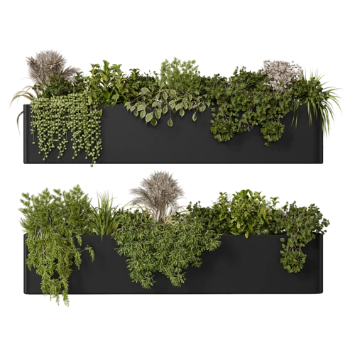 植物