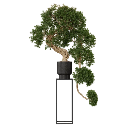 植物