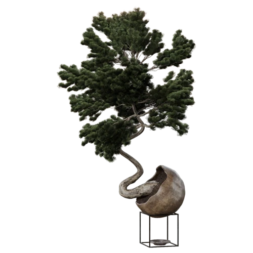 植物