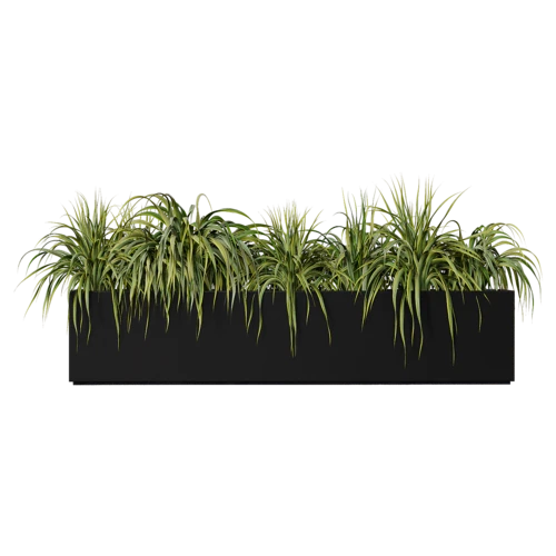 植物