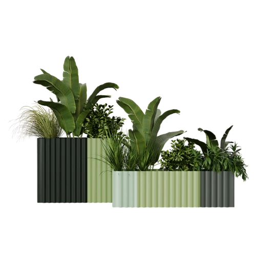 植物