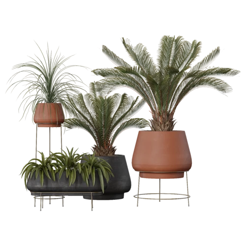 植物
