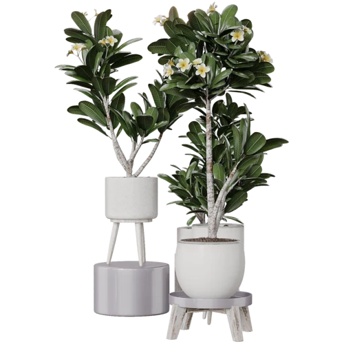 植物