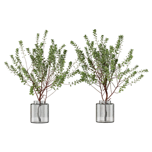 植物
