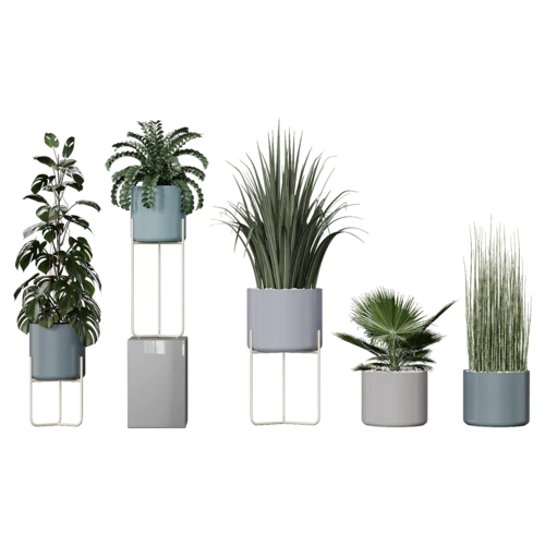 植物