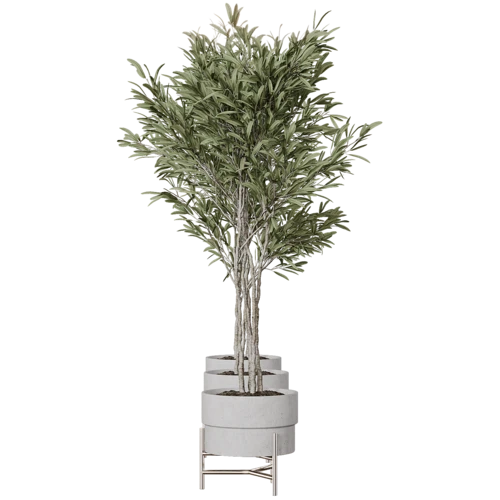 植物