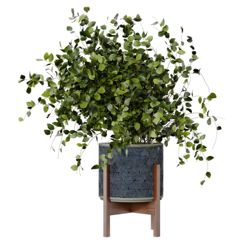 植物