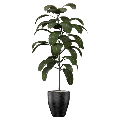 植物