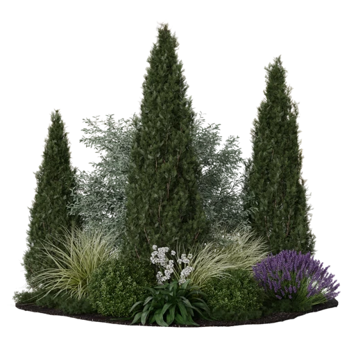 植物