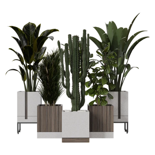 植物